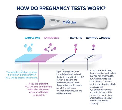 Can a pregnancy test be positive if not pregnant